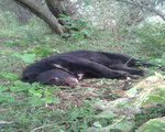 Поселок в Приморье в осадном положении из-за нашествия медведей