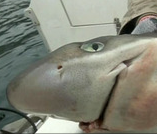 Приморье учится жить в соседстве с акулой-людоедом (видео)