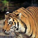 В Приморье на трассе «Раздольное-Хасан» убили тигра