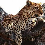 «Акрон» взяла опекунство над дальневосточным леопардом
