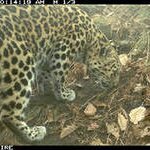 Леопарды попали в объектив фотоловушки на территории оленефермы в Приморье