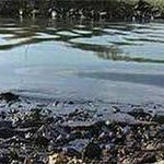 Росприроднадзор еще не нашел виновного в разливе нефтепродуктов в Амурском заливе
