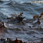 Пробы воды с места масштабного разлива нефти в Приморье отправлены на экспертизу