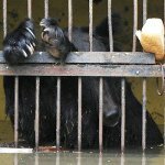 В подтопленном зоопарке Уссурийска медведи уснули от усталости