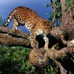 Защитники дальневосточных леопардов разыграют право дать имя дикой кошке 