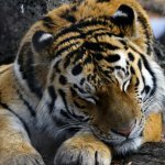 В Хасанском районе Приморья тигр напал на ферму
