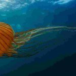 Приморский дайвер-фотограф Андрей Шпатак опубликовал фотографии хризаор пятищупальцевых и лунных медуз