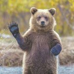 В Приморье развелось слишком много медведей