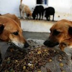 В Приморье некому отлавливать бездомных собак