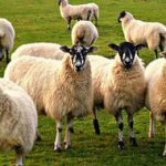 В Хасанском районе готовятся к снятию карантина по оспе овец