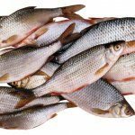 Ученые дали прогноз запасам рыбы в морских заливах и реке Раздольной на 2017 год