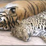 Провинция Цзилинь намерена усилить охрану амурских тигров и дальневосточных леопардов