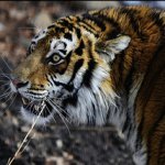 Тигра, нападавшего на домашний скот на юге Приморья, решено отловить