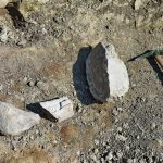 Вблизи Хасанского района обнаружили окаменелости динозавра