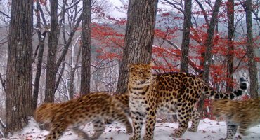 Впервые на фото: сразу три леопарда из одного помета стали взрослыми